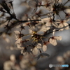 散りゆく桜