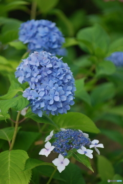 ajisai