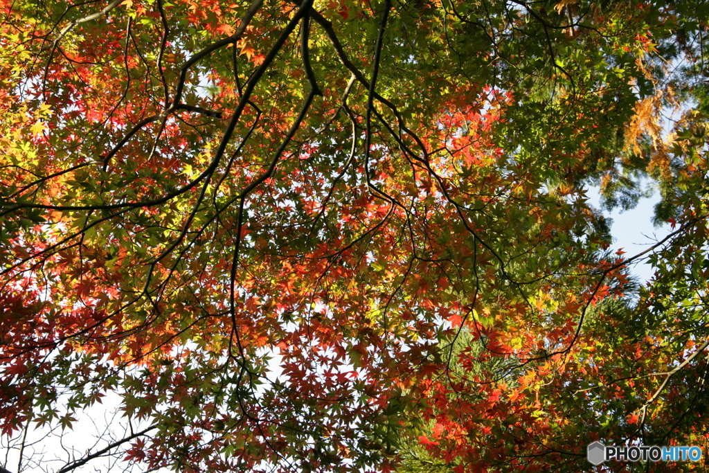 紅葉天井敷