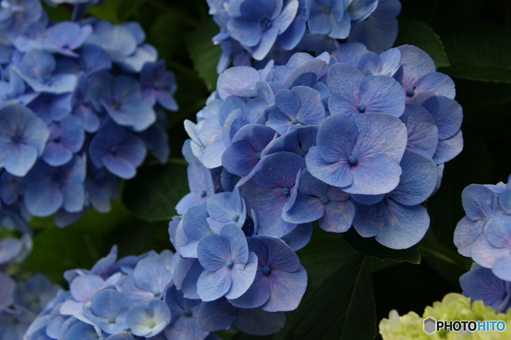 紫陽花