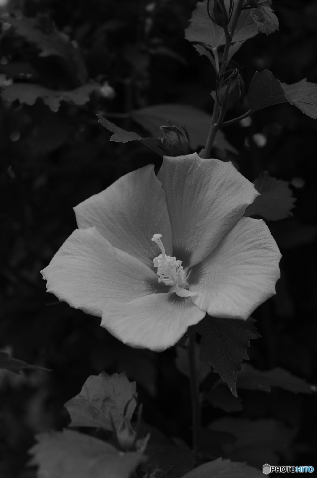 花一凛