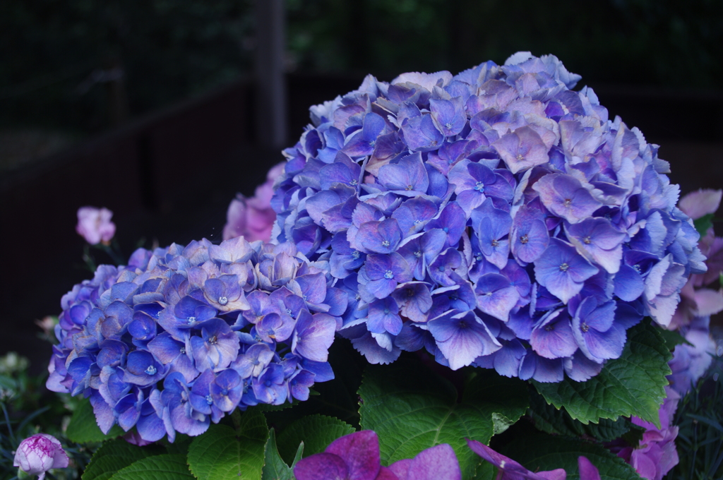 紫陽花