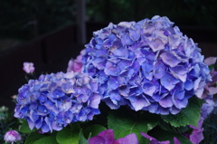 紫陽花