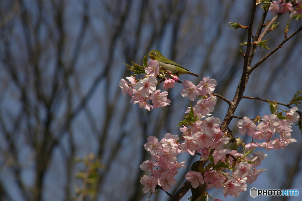 寒桜と目白と