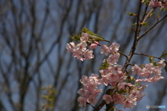 寒桜と目白と