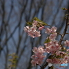 寒桜と目白と