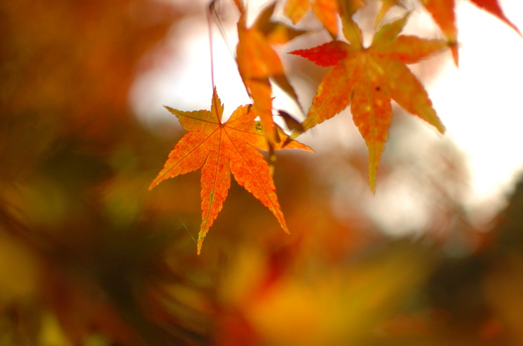 一葉紅葉