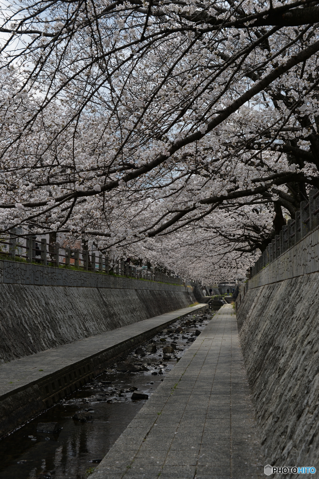桜並木と水路