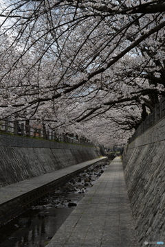 桜並木と水路