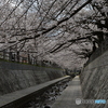 桜並木と水路