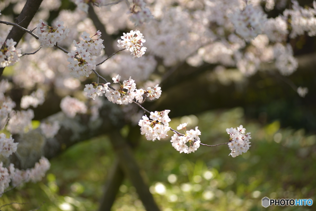 桜鞠