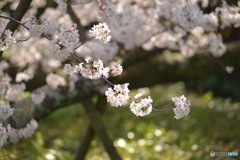 桜鞠