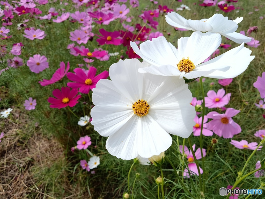 秋桜