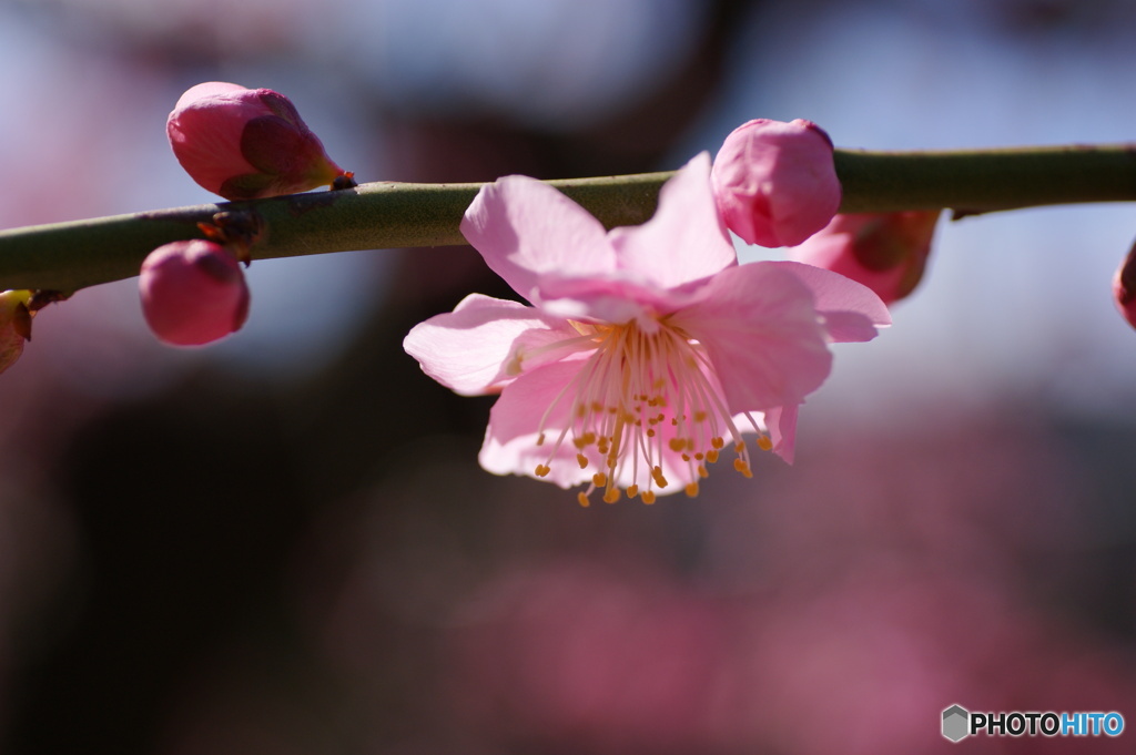 梅の花