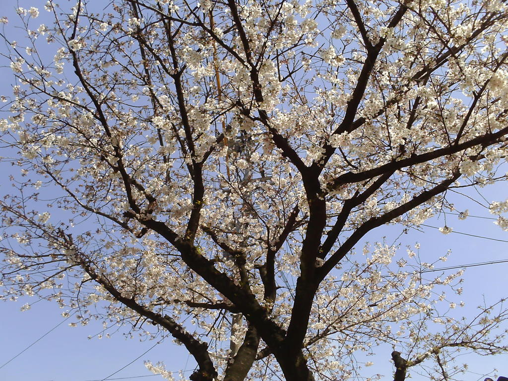 桜