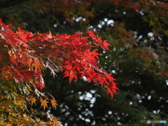 朱色の一振り