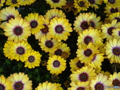 Gardenflour