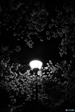 夜桜街灯
