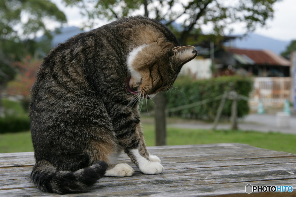 毛繕い