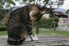 毛繕い
