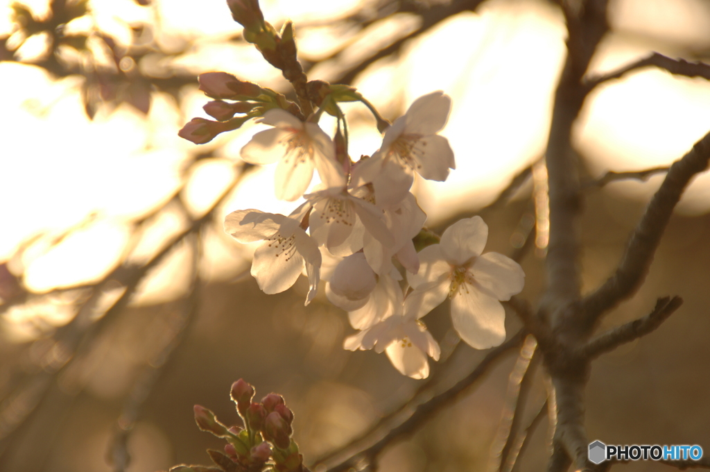 夕桜