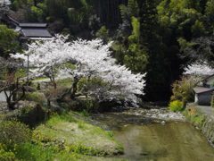 変わらない春の風景