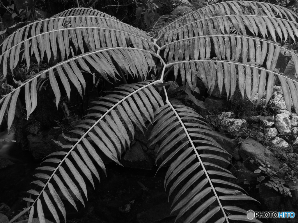 leaf