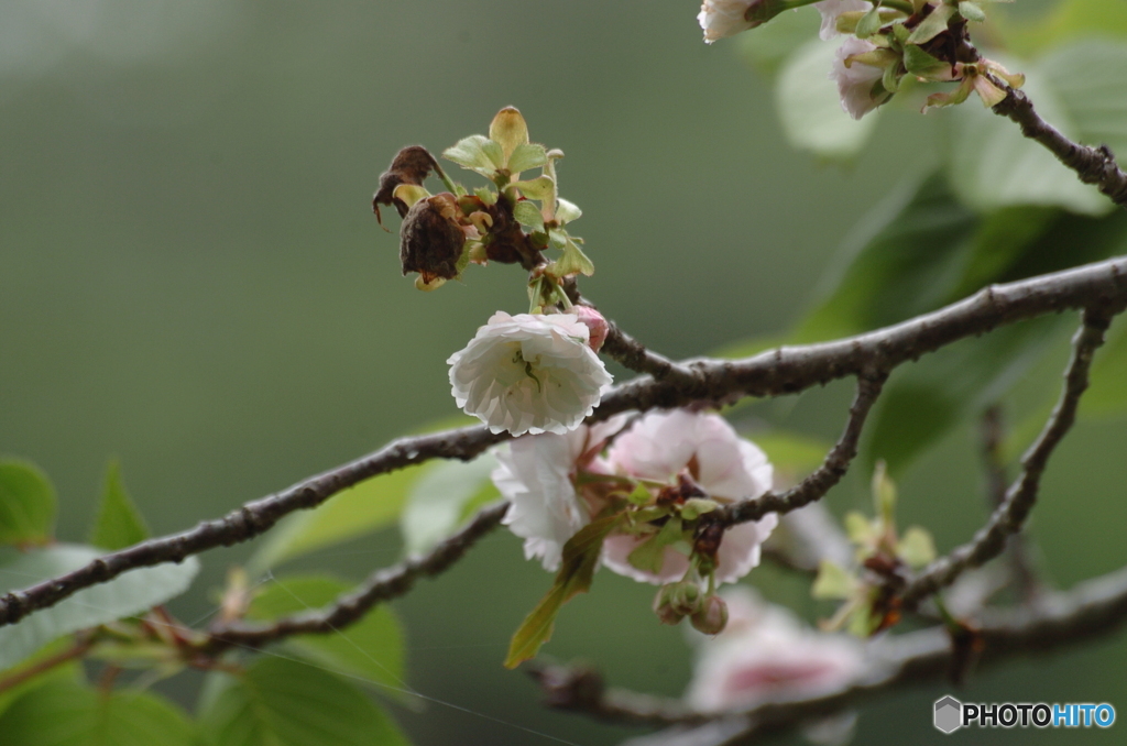 八重桜
