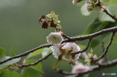 八重桜