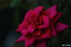 薔薇