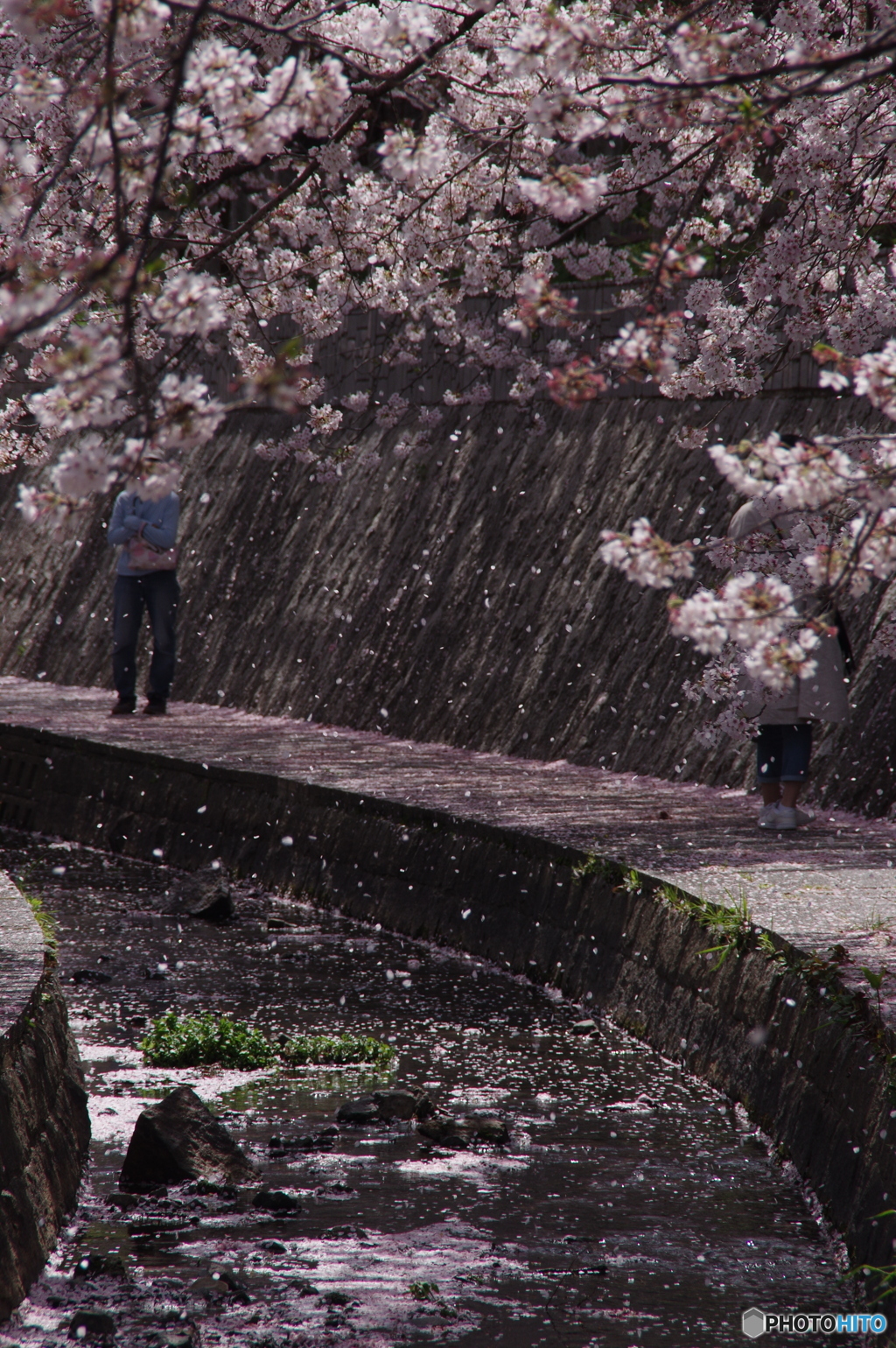 桜舞う