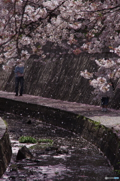 桜舞う