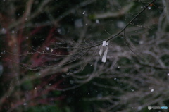 小雪舞う