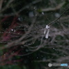 小雪舞う
