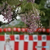 大藤祭りの藤