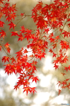 紅葉