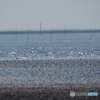 干潟の海