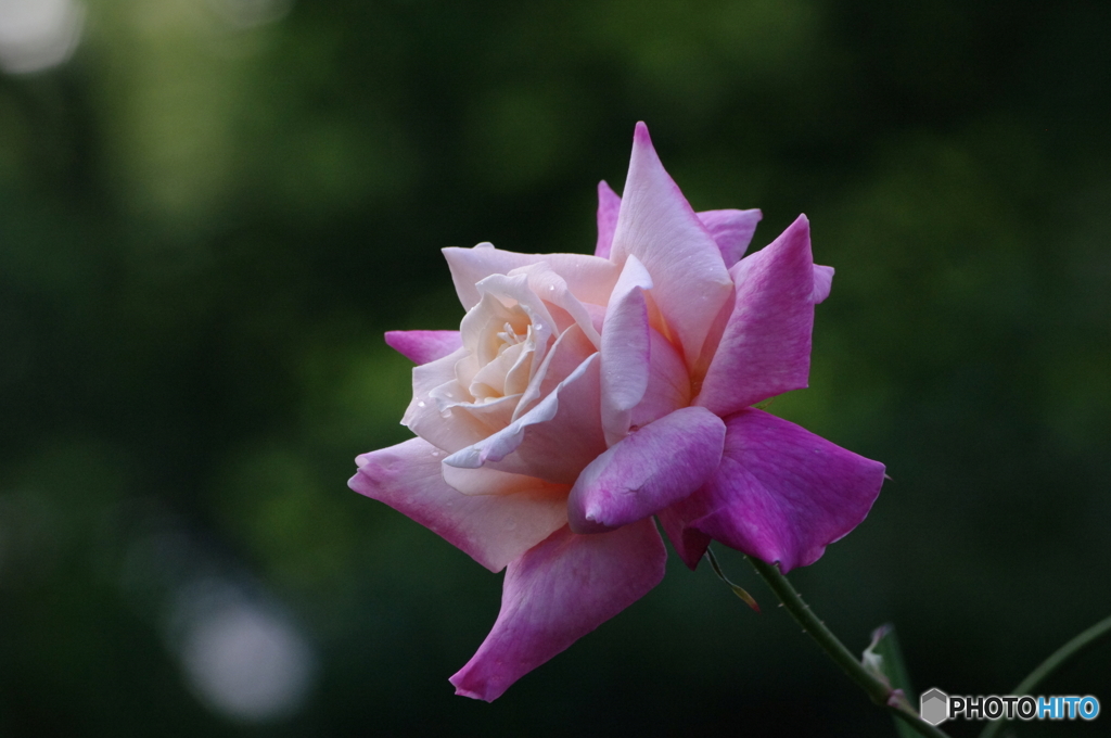 薔薇の願い事