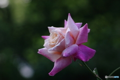 薔薇の願い事