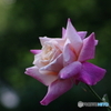 薔薇の願い事