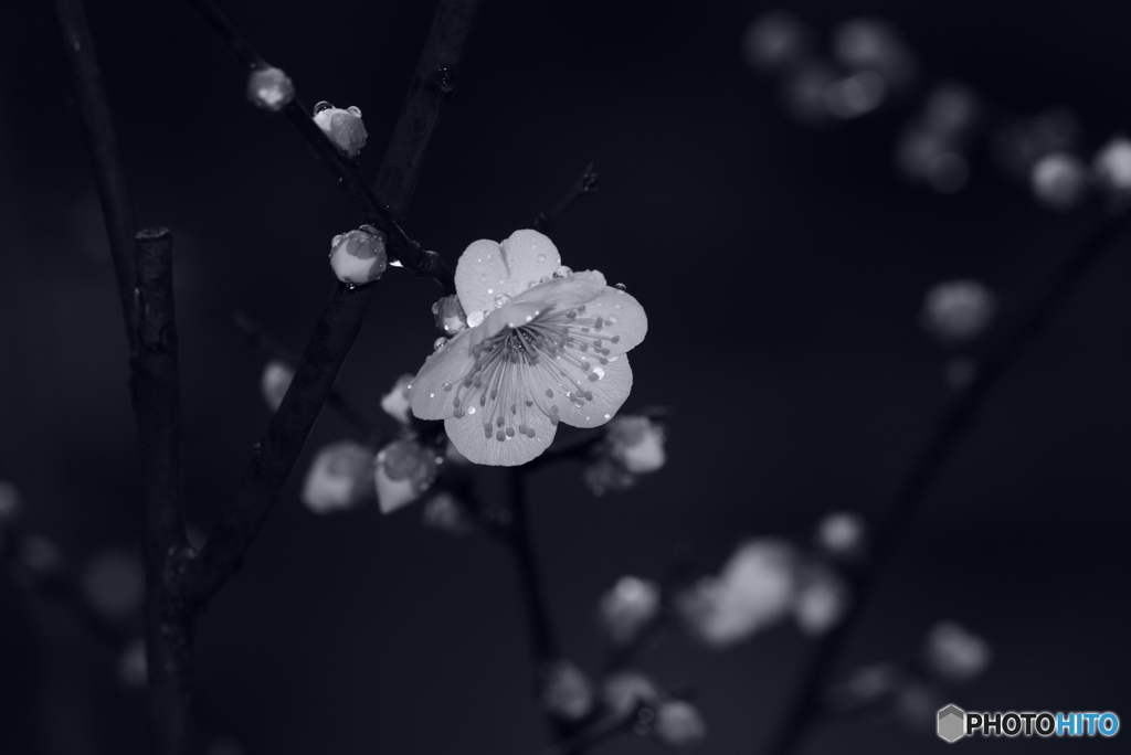 早咲き