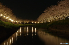 夜桜