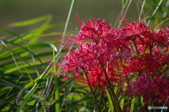 曼殊沙華