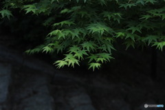 新緑紅葉