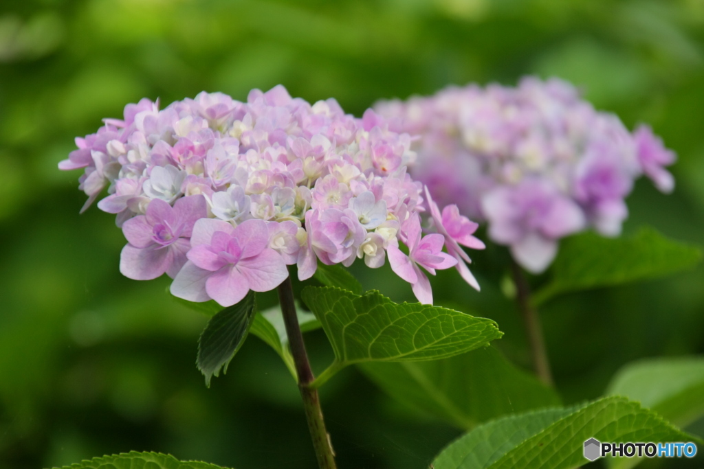 紫陽花