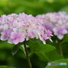 紫陽花