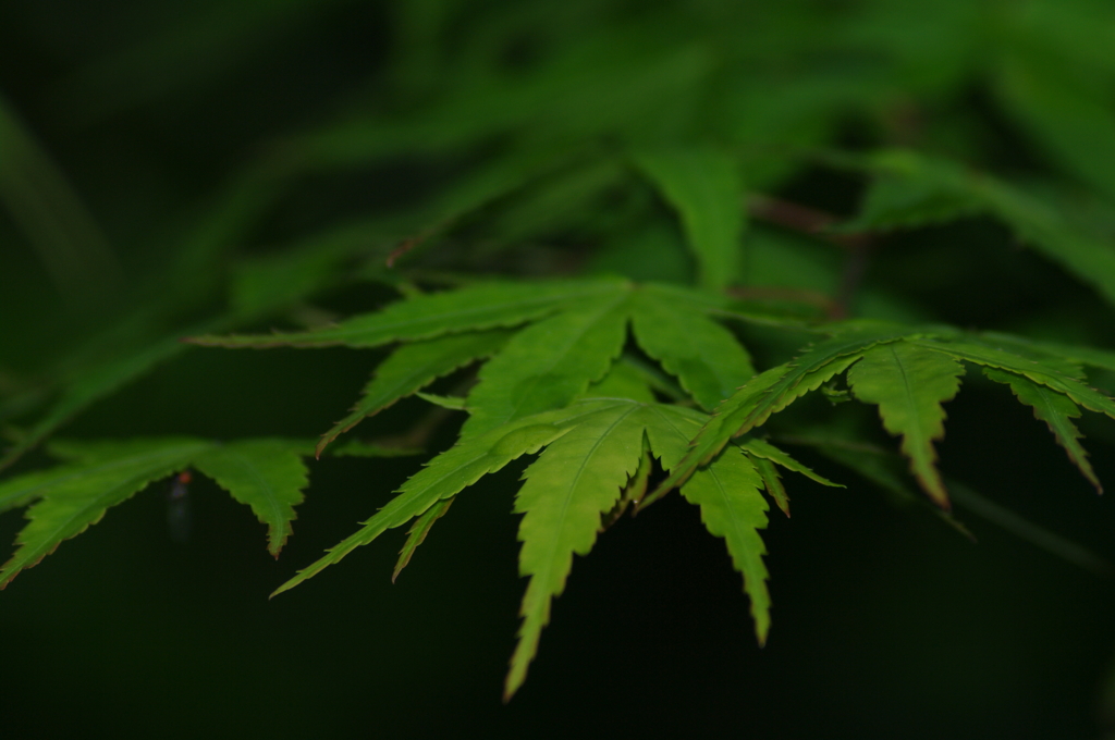 新緑紅葉