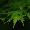 新緑紅葉