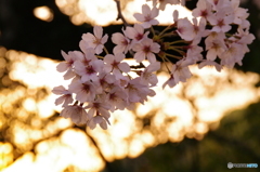 夕陽に輝く