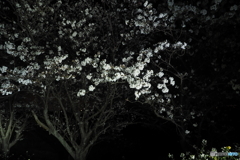 夜桜